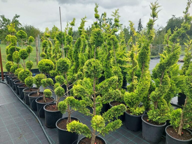 Mediterrán és Formanövények