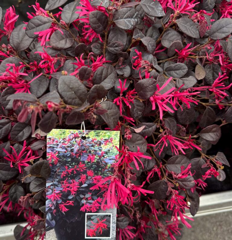 Színes lombú cserjék